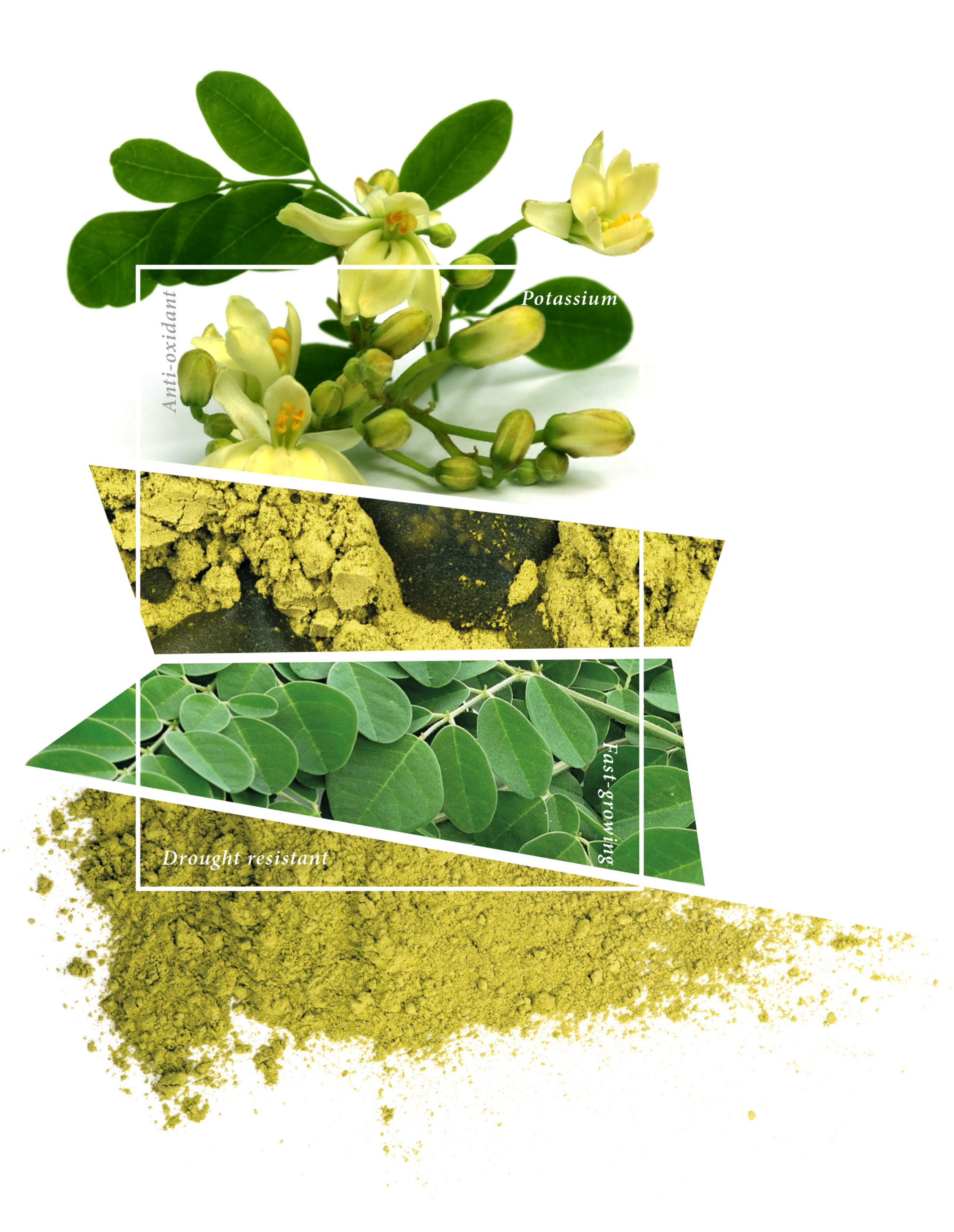 Moringa